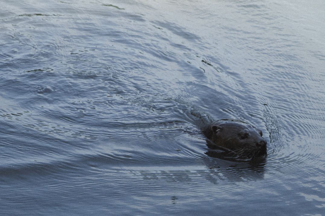 Otter spotted on tour